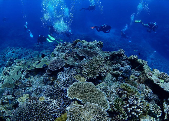 一面のサンゴ礁